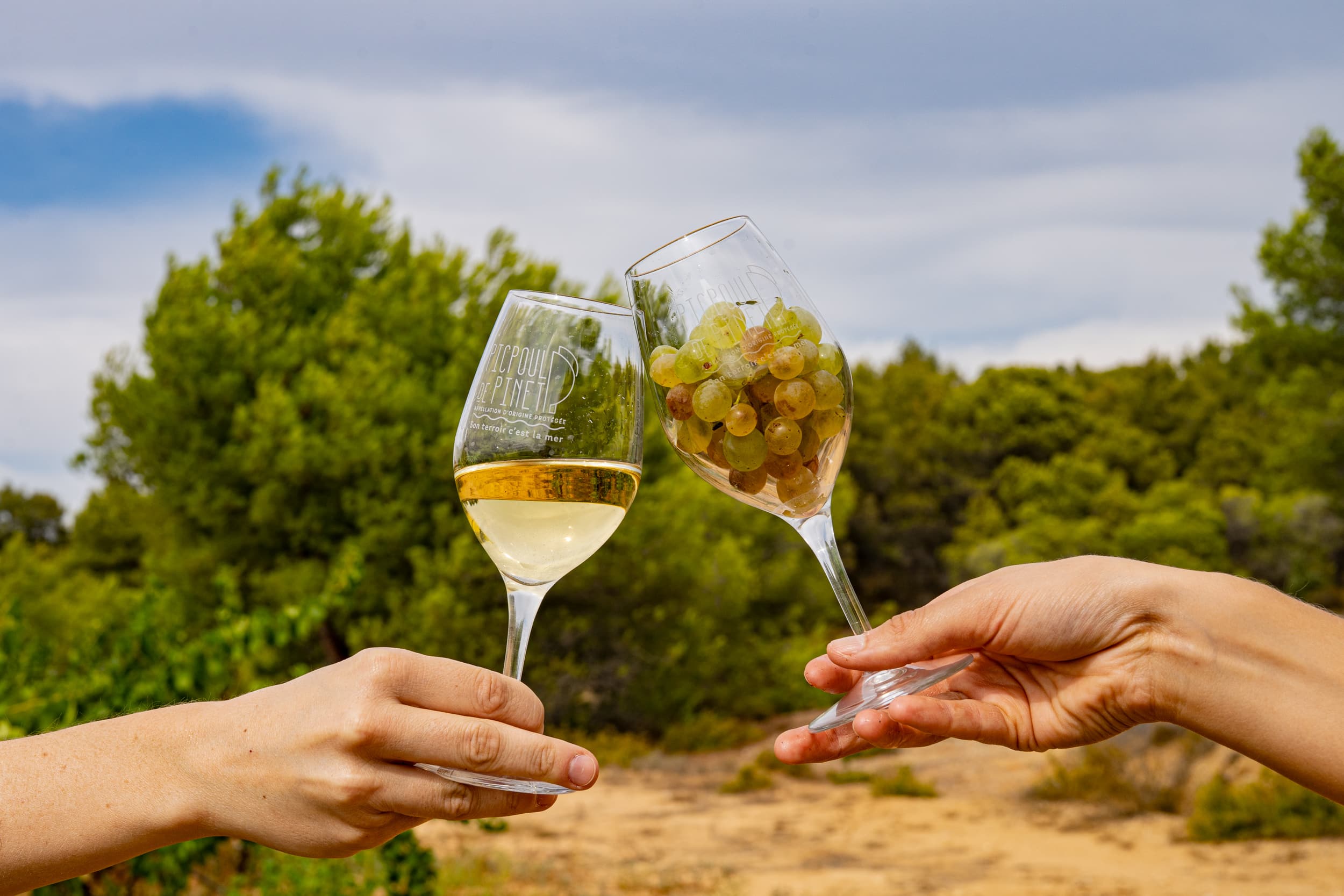 de la vigne au verre