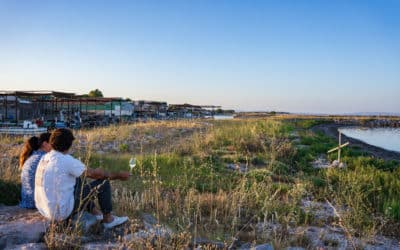 Jancis Robinson : Picpoul de Pinet grows up